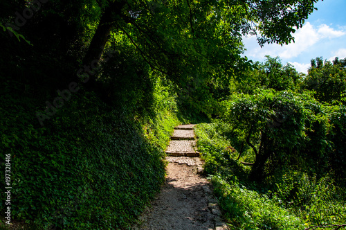 The narrow trail through the forest