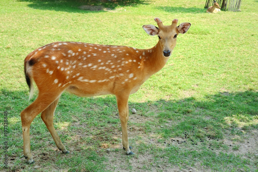 Cute chital standing on the green grass. Animal and wildlife concept. Cute chital standing on the green grass. Animal and wildlife concept.