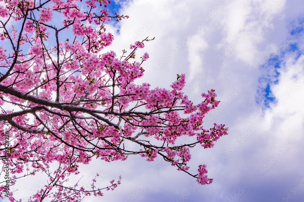 美しい河津桜のある風景
