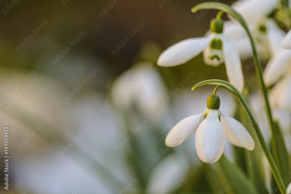 snowdrops close up in a garden, Spring is coming. snowdrops close up in a garden, Spring is coming.