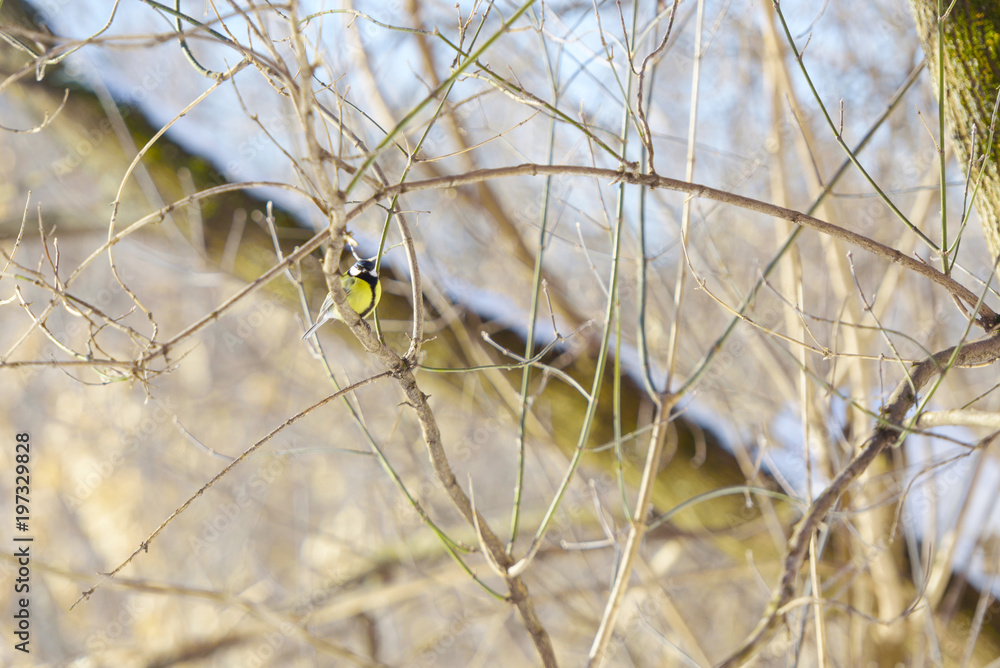 titmouse in winter park titmouse in winter park