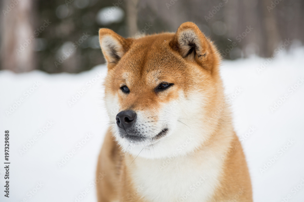 Close-up Portrait of Shiba Inu Dog in the winter forest on snow background