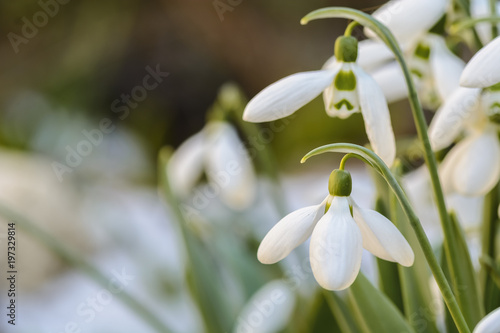 snowdrops close up in a garden, Spring is coming.