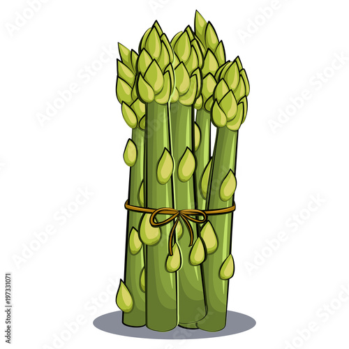 Asparagus vector isolated on white background. Hand drawn cartoon illustration vegetable. Eating healthy and vegan food.
