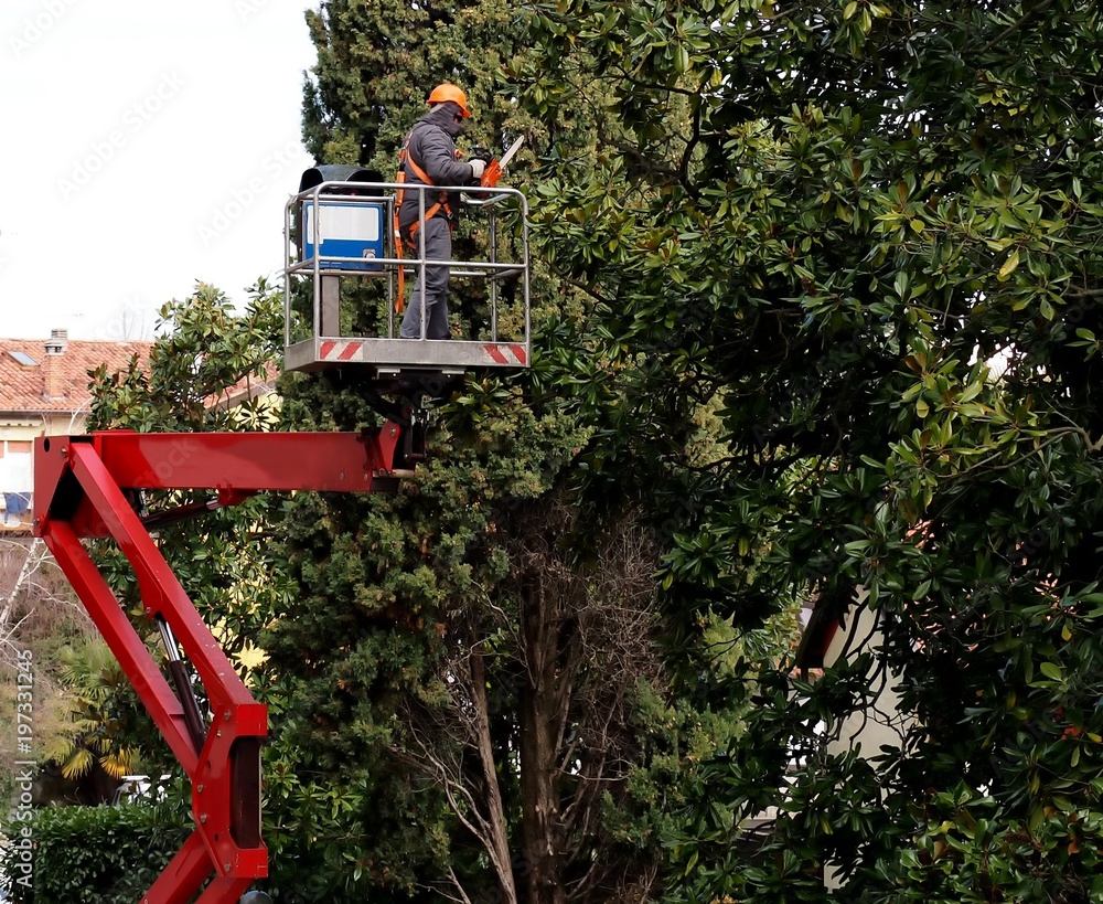 A worker with a chainsaw prunes the trees from an aerial platform.