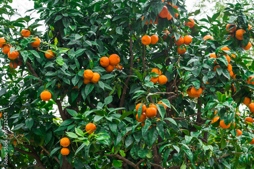 Mandarine tree in the garden