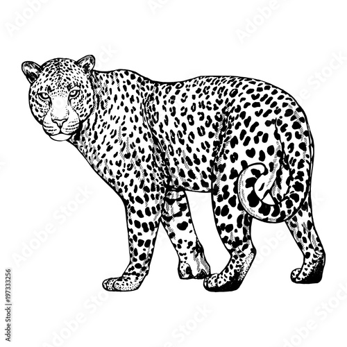 Hand drawn sketch style leopard isolated on white background. Vector illustration. © Ecaterina Sciuchina