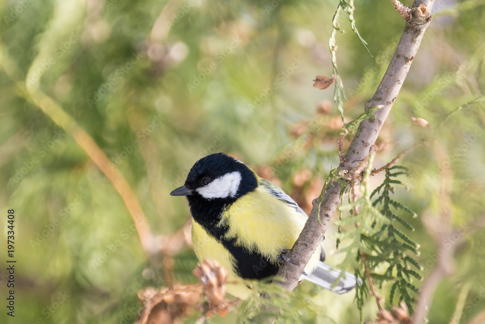tit on a branch