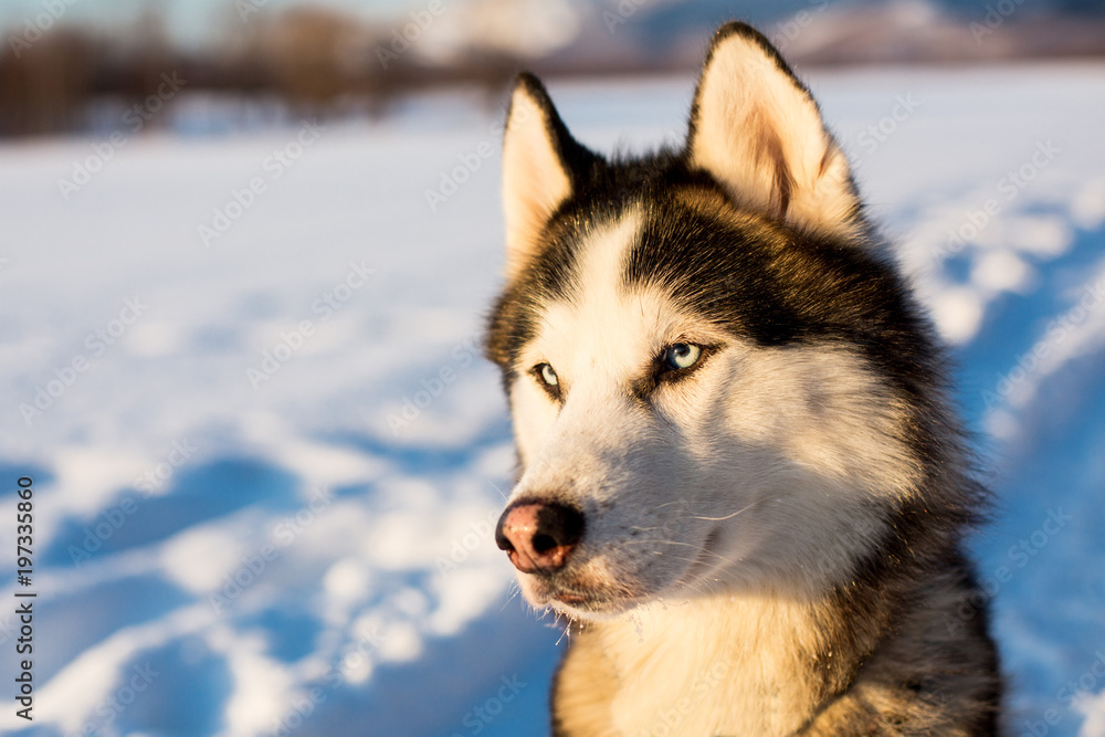 Portrait of Siberian Husky dog black and white colour with blue eyes in winter