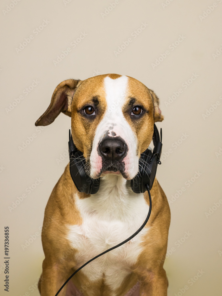 Dog with headphones. Studio portrait of staffordshire terrier puppy posing in neutral background with earphones