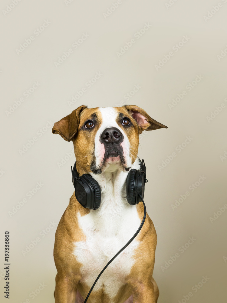 Dog with headphones as audiophile. Studio portrait of staffordshire terrier puppy posing in neutral background with earphones, concept of music fan