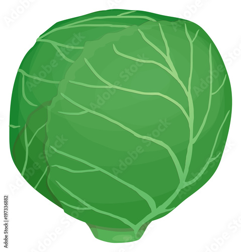 one head of green cabbage, tightly wrap leaves with veins, cartoon simple style, Isolated on white background