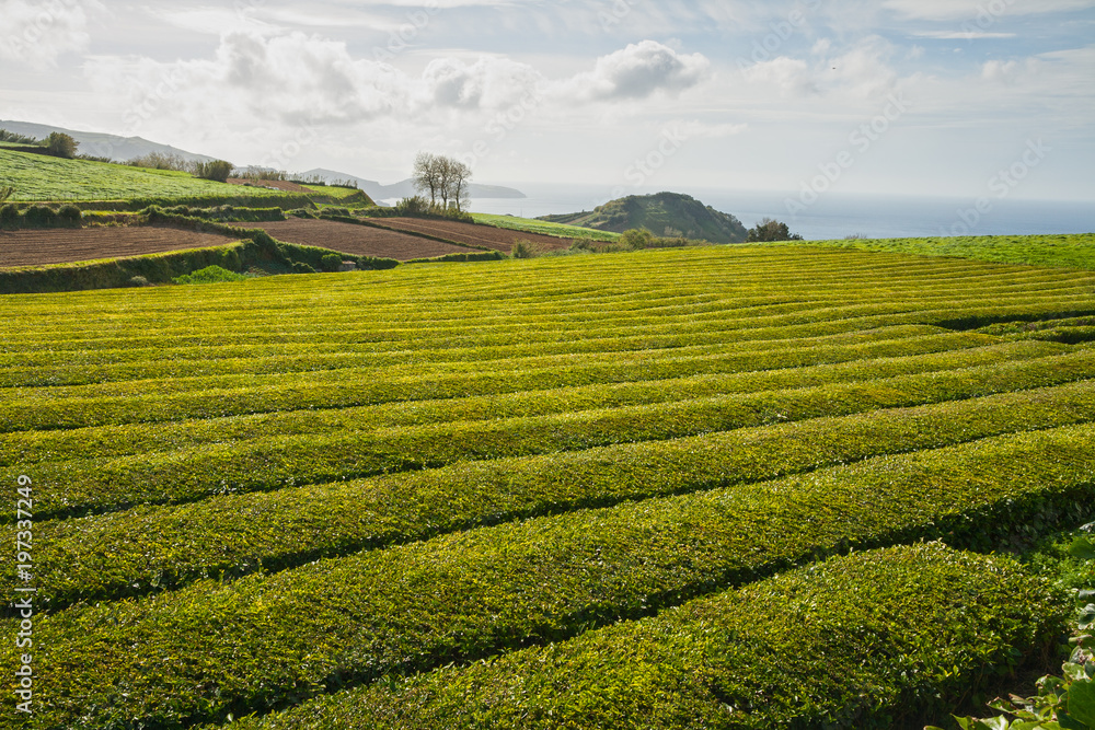 Azores, tea plantation