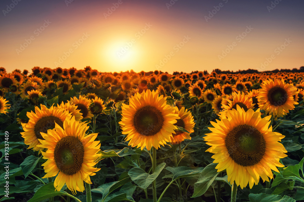 Naklejka premium Sunflower field at the sunset