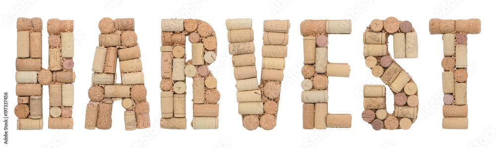 Harvest word made of wine corks Isolated on white background