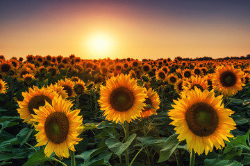Wandcirkels Zonnebloem Zonnebloemenveld bij ondergaande zon  © Mny-Jhee