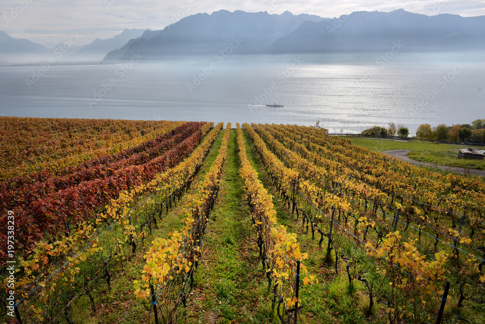 panorama of autumn vineyards in Switzerland