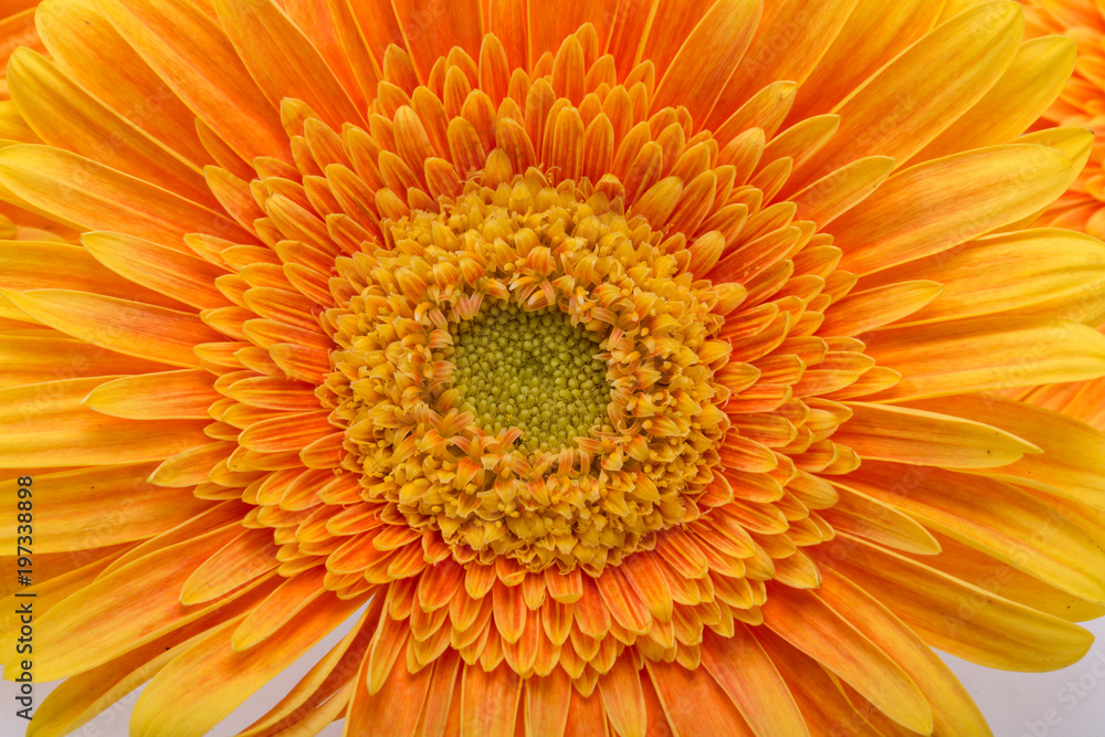 Subtle orange gerbera flowers on white background