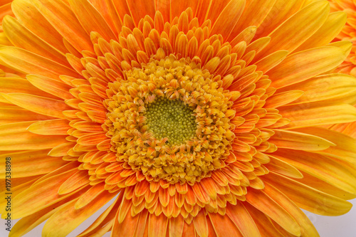 Subtle orange gerbera flowers on white background