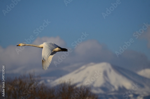 swan and azuma Fuji © Kotaro Tanaka
