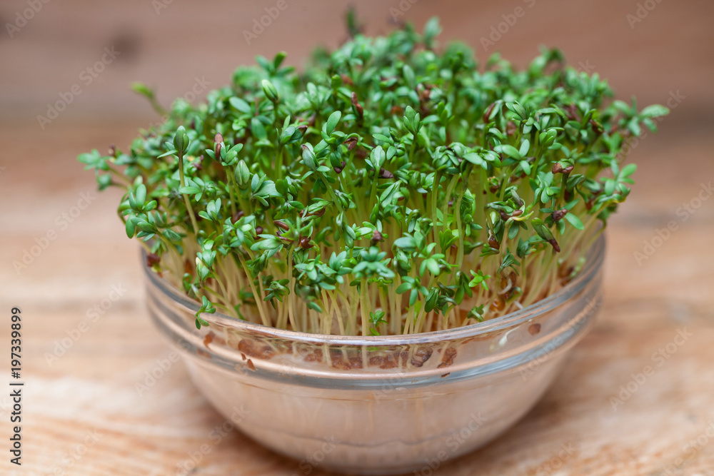 Cress salad young sprouts on wooden background selected focus Cress salad young sprouts on wooden background selected focus