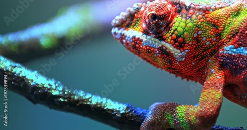Vivid colorful skin of Chameleon close up view. Exotic tropical lizard walks slowly on branch and looking around