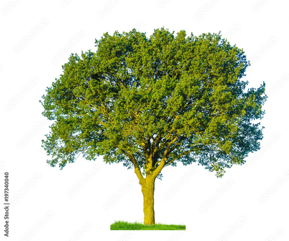 Isolated tree on white background Isolated tree on white background