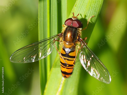 Marmalade Hoverfly (Episyrphus balteatus) photo