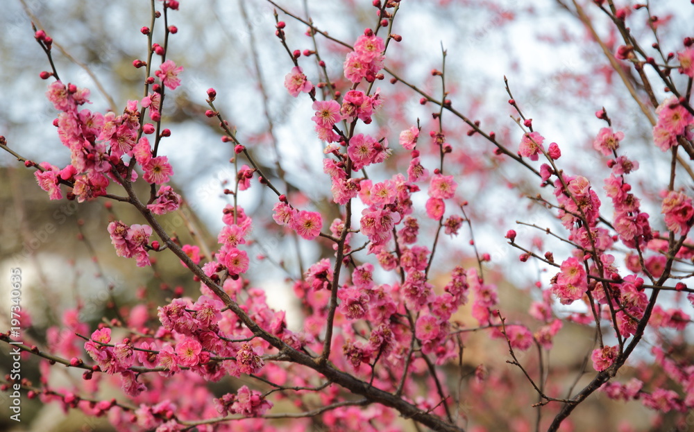 홍매화 봄꽃. Red plum. Plum blossom. Spring blossom. 홍매화 봄꽃. Red plum. Plum blossom. Spring blossom.