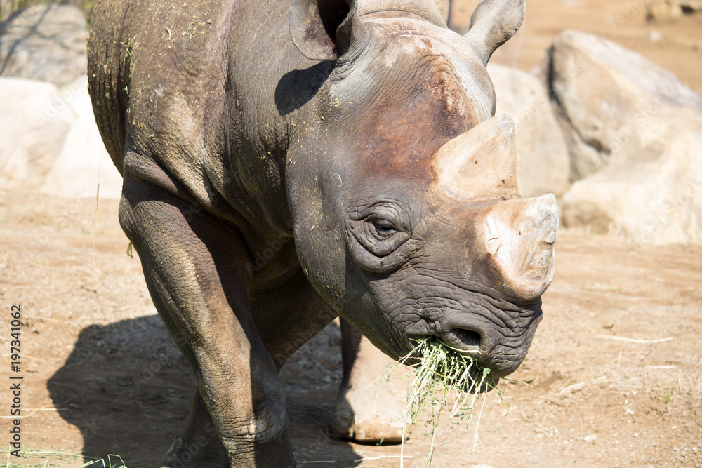 Obraz premium 草を食べるサイ