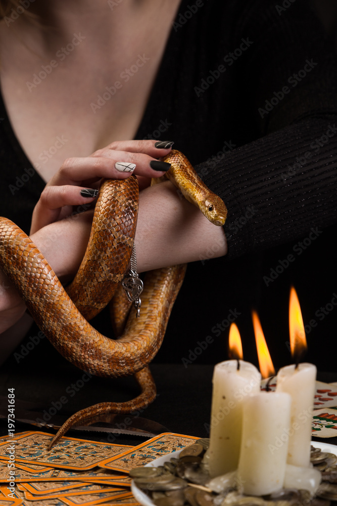 Fototapeta premium The snake curled in rings on the hand of the fortuneteller