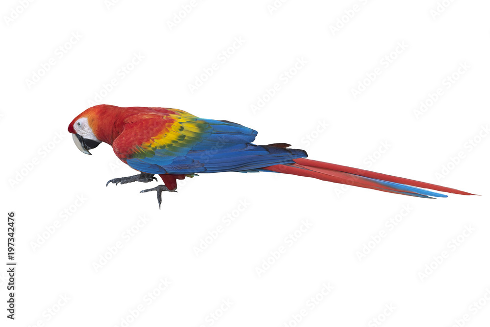 Scarlet macaw isolated on white background Scarlet macaw isolated on white background