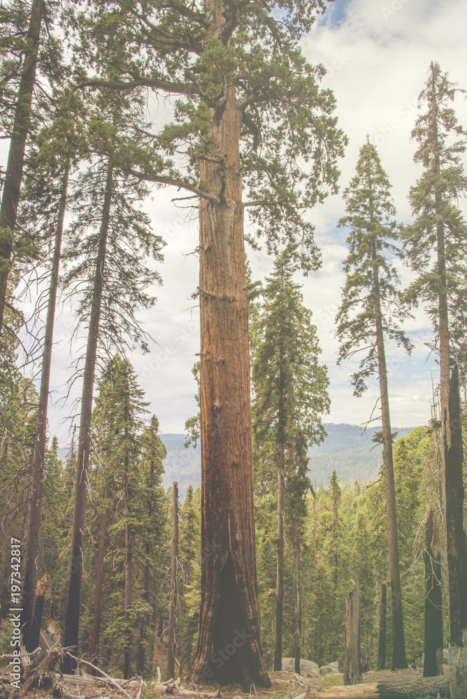 Fototapeta premium The beautiful vintage green forest like a fairytale at Sequoia National Park