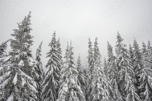 Winter snowy forest 
