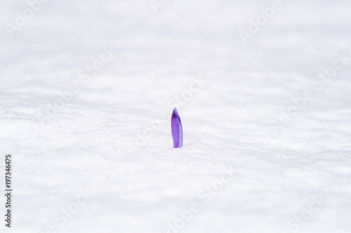 Violet crocus or saffron flower bud breaks through the snow, minimalist nature background, strength and will concept