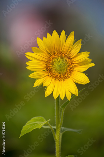 Sunflower field over cloudy blue sky and bright sun lights