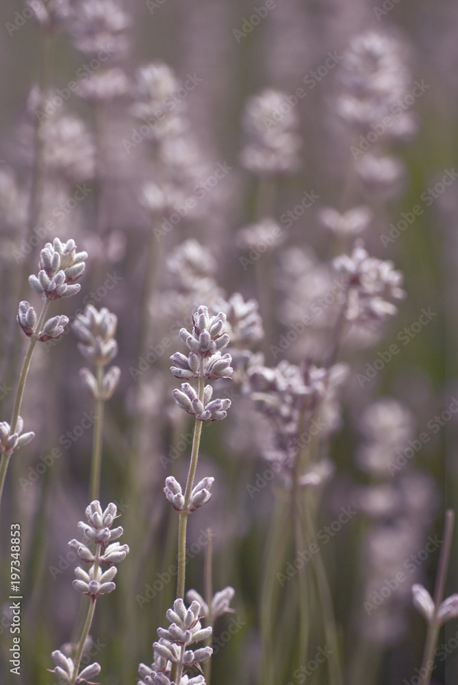 Obraz premium Lavender Flowers Growing Outdoors