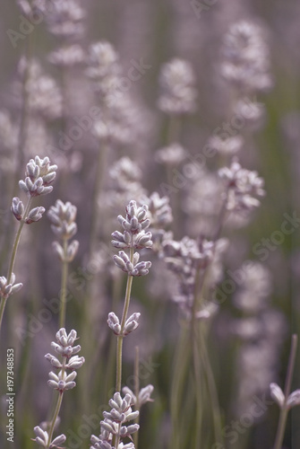 Lavender Flowers Growing Outdoors © Franny-Anne