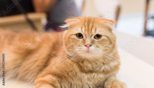Fototapeta Naklejka Na Ścianę i Meble -  Orange scottish fold cat in selective focus.