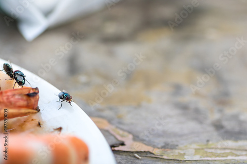 a dirty flies swarm on shrimp and pork grilled on plastic white plate with table spoon