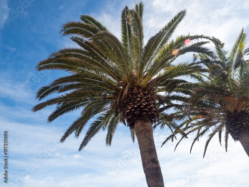 Palm trees along the coast in Nerja at beautiful sunny day. Image of tropical vacation and sunny happiness. Spain