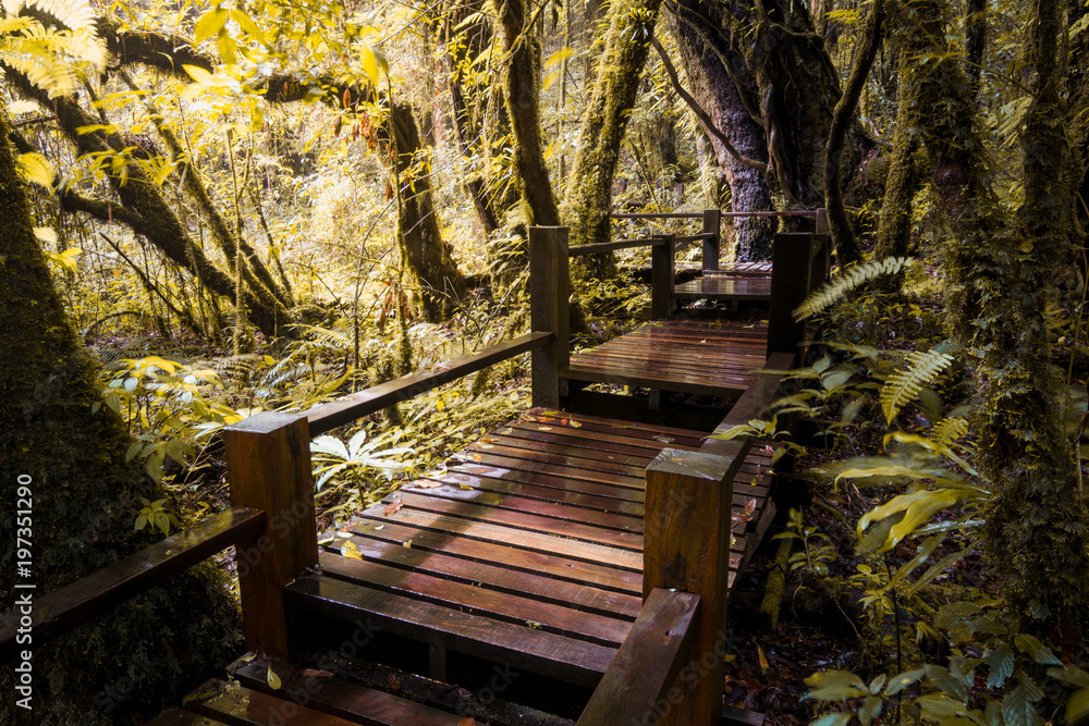 Obraz premium Wooden bridge in the rainforest,spring
