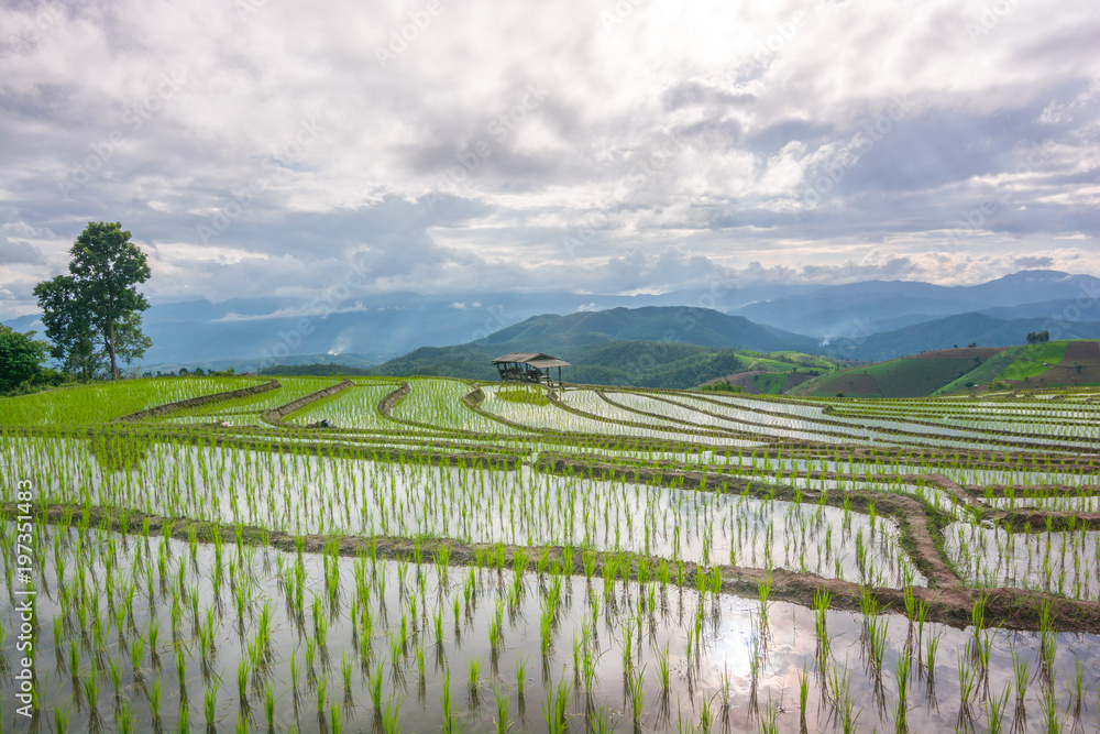 Rice terrace of Thailand, Planting season