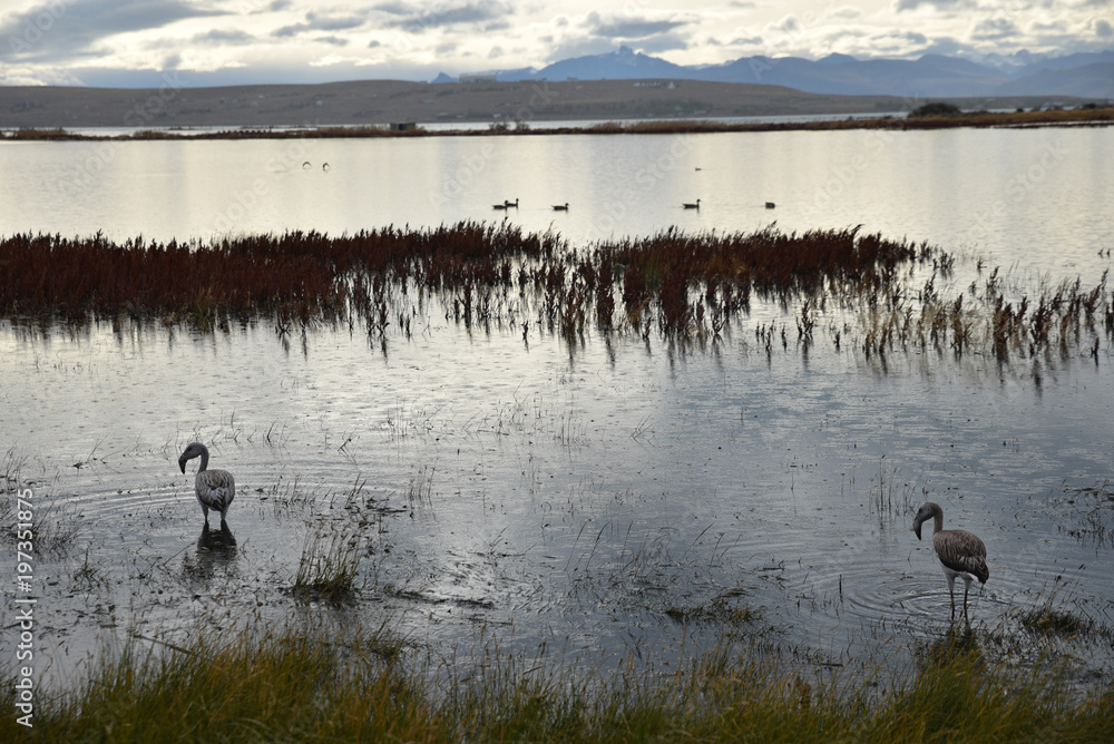 Obraz premium Jeunes flamants roses sur la lagune de El Calafate en Patagonie, Argentine