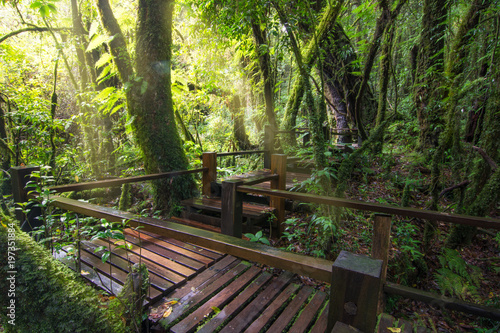  Beautiful rainforest with wooden bridge in the morning