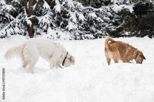 two adorable dogs playing outdoors together