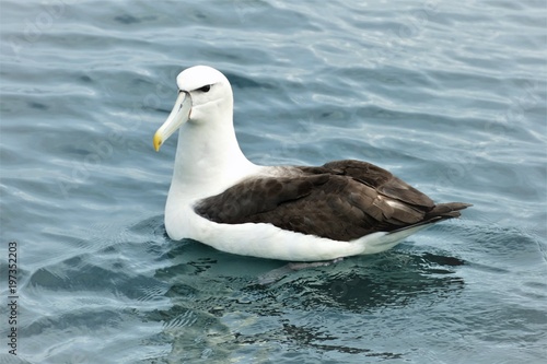 Albatros auf dem Meer