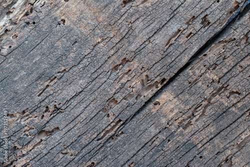 Wallpaper Mural Old wooden texture. Vintage background. Torontodigital.ca