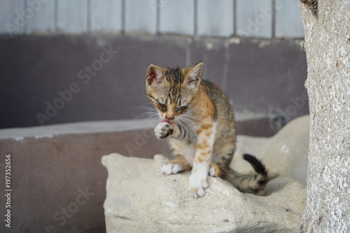 junge Katze säubert sich