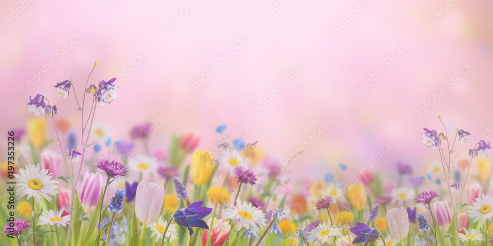 Obraz premium Tło z dzikimi kwiatami